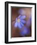 Liverworts, Hepatica nobilis, Kellerwald, Hessia, Germany-Michael Jaeschke-Framed Photographic Print