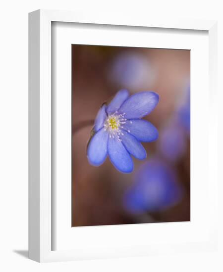 Liverworts, Hepatica nobilis, Kellerwald, Hessia, Germany-Michael Jaeschke-Framed Photographic Print