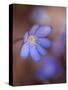 Liverworts, Hepatica nobilis, Kellerwald, Hessia, Germany-Michael Jaeschke-Stretched Canvas