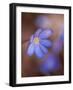 Liverworts, Hepatica nobilis, Kellerwald, Hessia, Germany-Michael Jaeschke-Framed Photographic Print