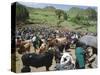 Livestock Market, Sentebe, Abyssinian Region of Choa, Ethiopia, Africa-J P De Manne-Stretched Canvas