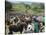 Livestock Market, Sentebe, Abyssinian Region of Choa, Ethiopia, Africa-J P De Manne-Stretched Canvas