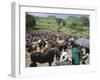 Livestock Market, Sentebe, Abyssinian Region of Choa, Ethiopia, Africa-J P De Manne-Framed Photographic Print