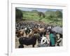 Livestock Market, Sentebe, Abyssinian Region of Choa, Ethiopia, Africa-J P De Manne-Framed Photographic Print