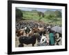Livestock Market, Sentebe, Abyssinian Region of Choa, Ethiopia, Africa-J P De Manne-Framed Photographic Print