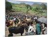 Livestock Market, Sentebe, Abyssinian Region of Choa, Ethiopia, Africa-J P De Manne-Mounted Photographic Print