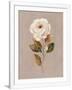Gramercy White
