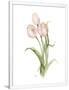 Gramercy White