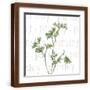 Brown Frame