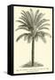 Living Cycad-null-Framed Stretched Canvas