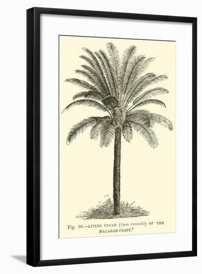 Living Cycad-null-Framed Giclee Print