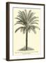 Living Cycad-null-Framed Giclee Print