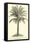 Living Cycad-null-Framed Stretched Canvas