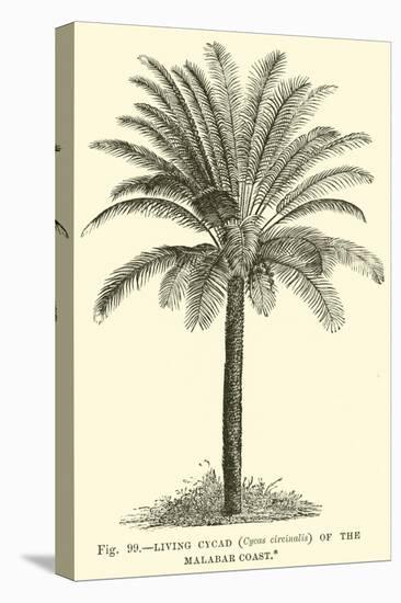Living Cycad-null-Stretched Canvas