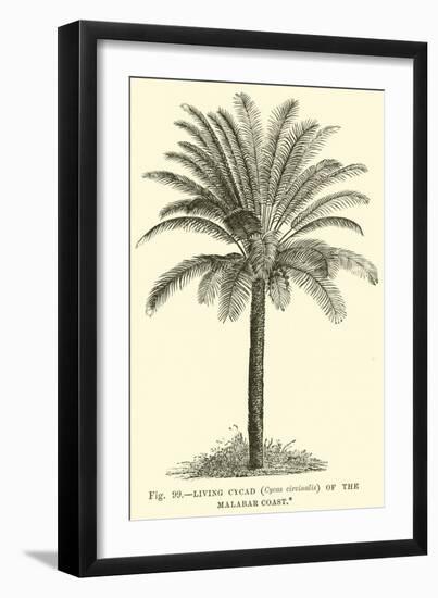 Living Cycad-null-Framed Giclee Print