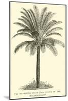 Living Cycad-null-Mounted Giclee Print