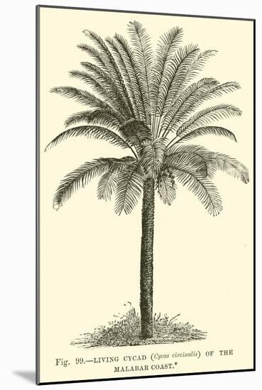 Living Cycad-null-Mounted Giclee Print