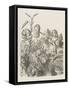 Living Flowers Alice and the Living Flowers-John Tenniel-Framed Stretched Canvas