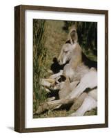 Living Fossils-John Dominis-Framed Photographic Print