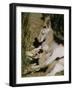 Living Fossils-John Dominis-Framed Photographic Print