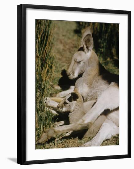 Living Fossils-John Dominis-Framed Photographic Print