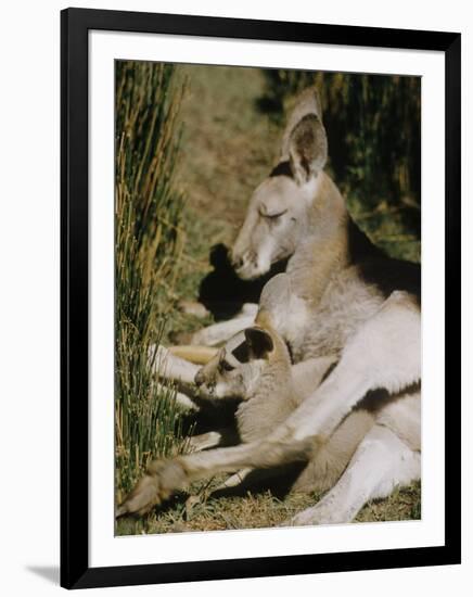 Living Fossils-John Dominis-Framed Photographic Print