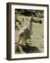 Living Fossils-John Dominis-Framed Premium Photographic Print