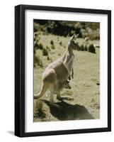 Living Fossils-John Dominis-Framed Premium Photographic Print