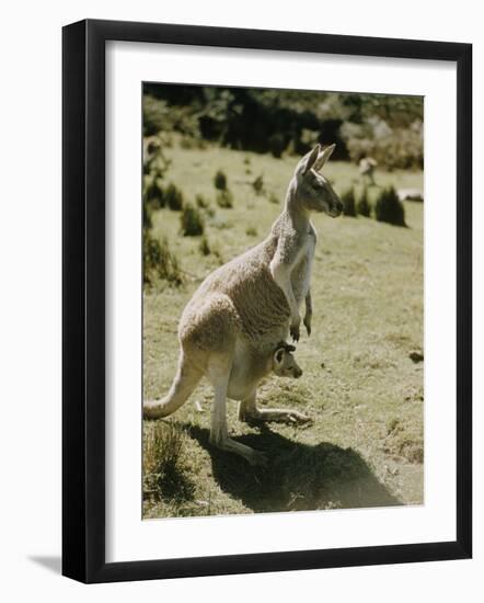 Living Fossils-John Dominis-Framed Photographic Print