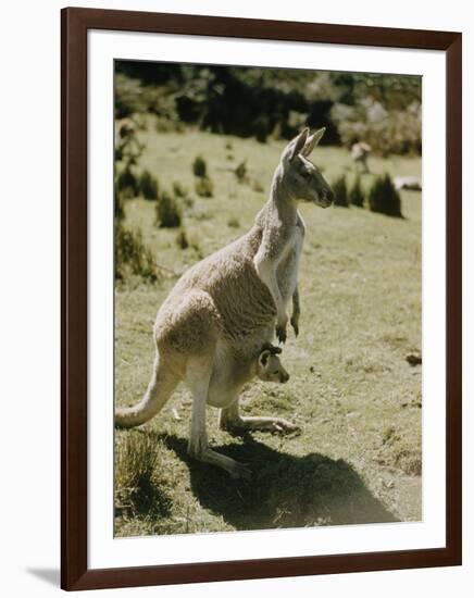 Living Fossils-John Dominis-Framed Photographic Print