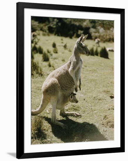 Living Fossils-John Dominis-Framed Photographic Print