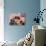 Living Space, Woman, Plastic-Chairs, Newspaper, Relaxation-Fact-Photographic Print displayed on a wall