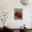 Livingston Tomato-Vintage Apple Collection-Stretched Canvas displayed on a wall