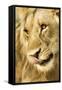 Livingston, Zambia. Close-up of a Male Lion Licking His Nose-Janet Muir-Framed Stretched Canvas