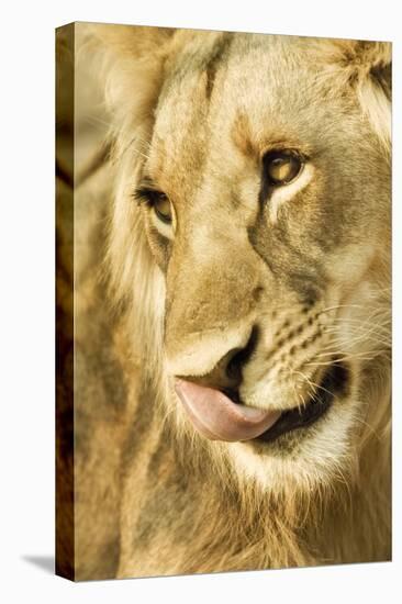 Livingston, Zambia. Close-up of a Male Lion Licking His Nose-Janet Muir-Stretched Canvas