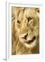 Livingston, Zambia. Close-up of a Male Lion Licking His Nose-Janet Muir-Framed Premium Photographic Print