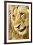 Livingston, Zambia. Close-up of a Male Lion Licking His Nose-Janet Muir-Framed Premium Photographic Print