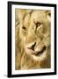 Livingston, Zambia. Close-up of a Male Lion Licking His Nose-Janet Muir-Framed Premium Photographic Print