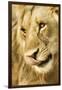 Livingston, Zambia. Close-up of a Male Lion Licking His Nose-Janet Muir-Framed Premium Photographic Print