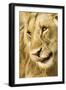 Livingston, Zambia. Close-up of a Male Lion Licking His Nose-Janet Muir-Framed Photographic Print