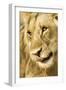 Livingston, Zambia. Close-up of a Male Lion Licking His Nose-Janet Muir-Framed Photographic Print