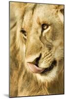 Livingston, Zambia. Close-up of a Male Lion Licking His Nose-Janet Muir-Mounted Photographic Print