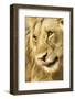 Livingston, Zambia. Close-up of a Male Lion Licking His Nose-Janet Muir-Framed Photographic Print