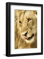 Livingston, Zambia. Close-up of a Male Lion Licking His Nose-Janet Muir-Framed Photographic Print