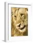 Livingston, Zambia. Close-up of a Male Lion Licking His Nose-Janet Muir-Framed Photographic Print