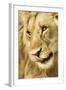 Livingston, Zambia. Close-up of a Male Lion Licking His Nose-Janet Muir-Framed Photographic Print