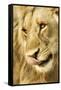 Livingston, Zambia. Close-up of a Male Lion Licking His Nose-Janet Muir-Framed Stretched Canvas