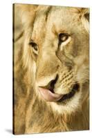 Livingston, Zambia. Close-up of a Male Lion Licking His Nose-Janet Muir-Stretched Canvas