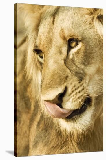 Livingston, Zambia. Close-up of a Male Lion Licking His Nose-Janet Muir-Stretched Canvas