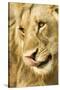 Livingston, Zambia. Close-up of a Male Lion Licking His Nose-Janet Muir-Stretched Canvas
